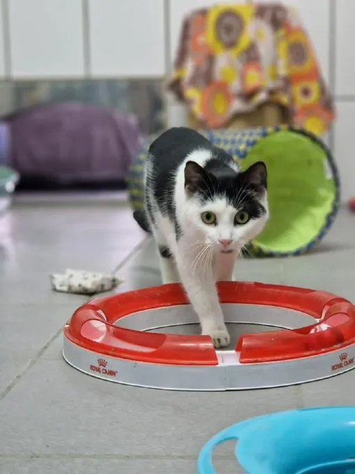 Katze aus Tierheim, Ramona | Schwarz Weiß Ekh Weiblich