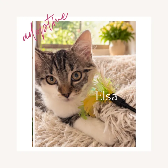 Elsa & Bob - ekh zur Adoption