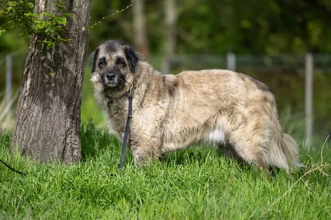 Dog from shelter, Bumi | Beige Schwarz Kangal Mix Male