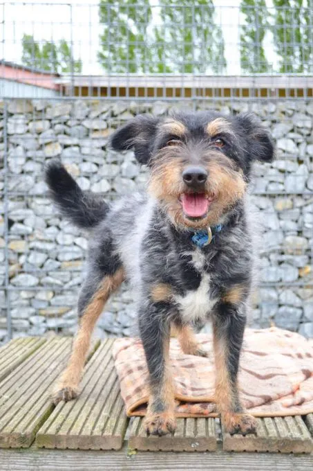 Dog from shelter, Bello | Terrier Mix Female