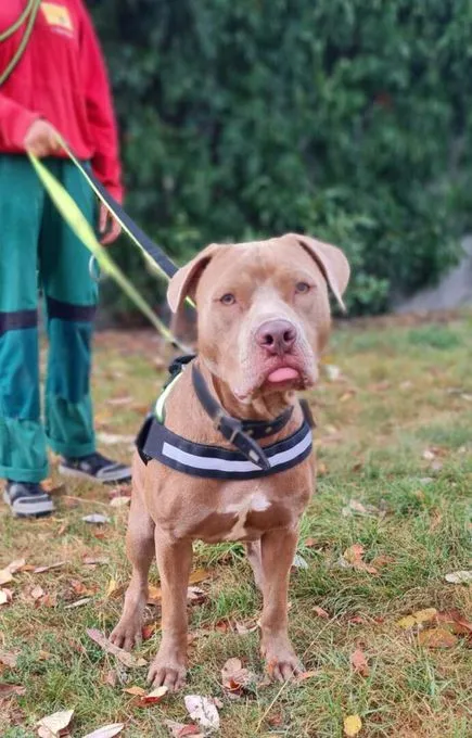 Dog from shelter, Kurtis | Staffordshire Terrier Male