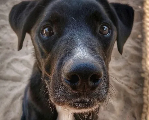 Dog from shelter, Timy | Labrador Mix Male