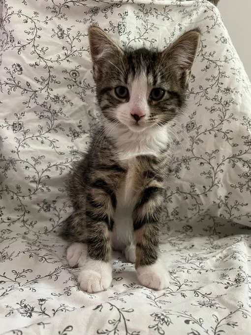 Samir - EKH zur Adoption