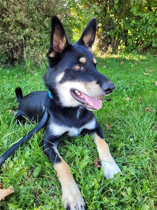 Mailo - schaeferhund-mix zur Adoption