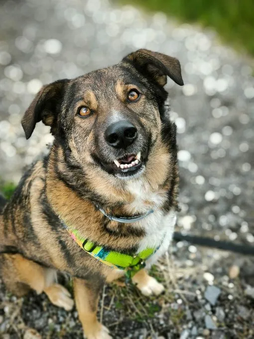 Dog from shelter, Speedy | Braun Schwarz Weiß Mischling Male