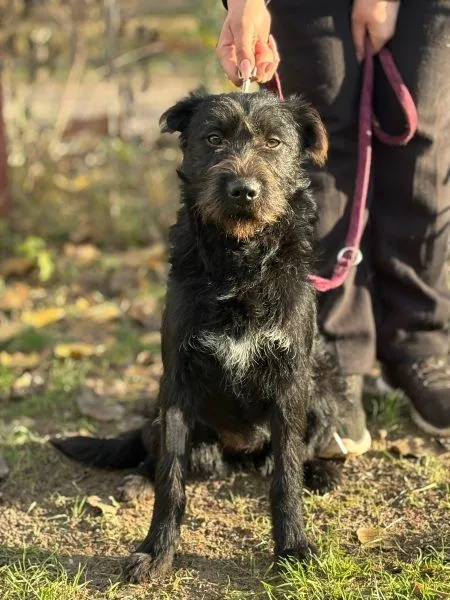 Füzér - Schnauzer-Mix zur Adoption