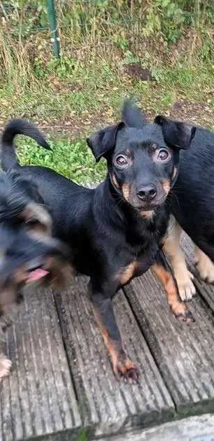 Slinky - mischling zur Adoption