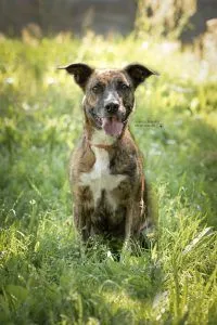 Dog from shelter, Luna | Malinois Boxer Mischling Female