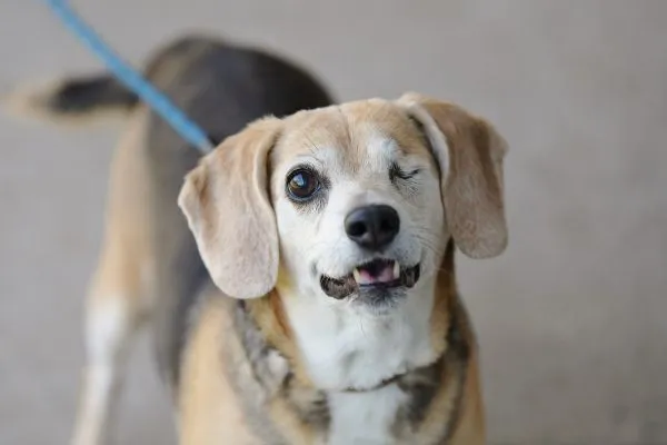 Hund aus Tierheim, Lilly Luna | Terrier Mix Amp Beagle Weiblich