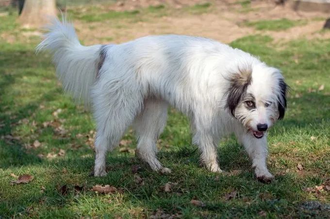 Dog from shelter, Denise | Weiß Schwarz Mischling Female