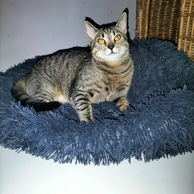 Cat from shelter, Hannes | Europäische Hauskatze Male