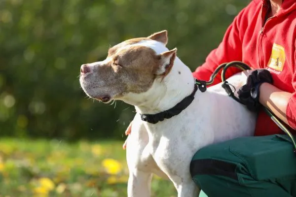 Hund aus Tierheim, Lunis | Staffordshire Dogo Argentino Mix Männlich