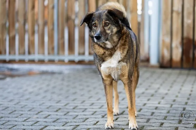 Speedy - mischling zur Adoption