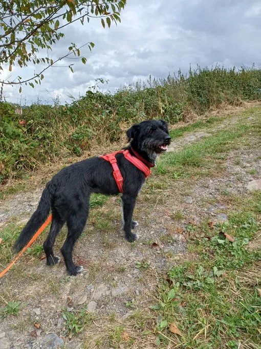 Moni - schnauzer-mix zur Adoption