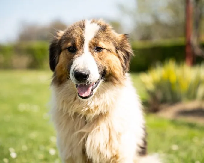 samir - mischling zur Adoption