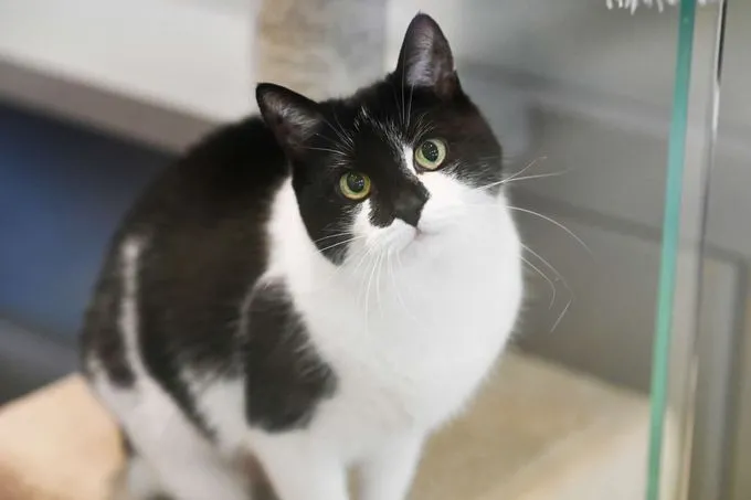 Cat from shelter, Pauline | Ekh Female