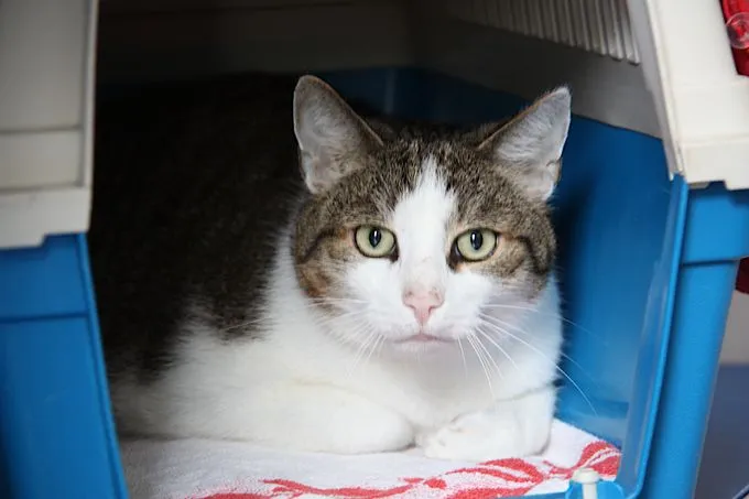 Cat from shelter, Jojo | Ekh Male
