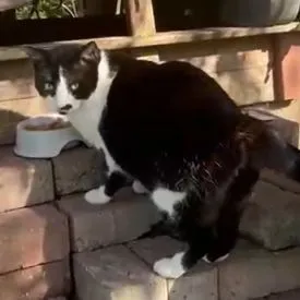 Cat from shelter, Schatzemann | Schwarz Weiß Europäisch Kurzhaar Male