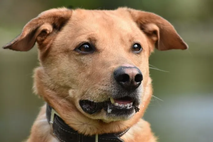 Caspar - labrador-mix zur Adoption