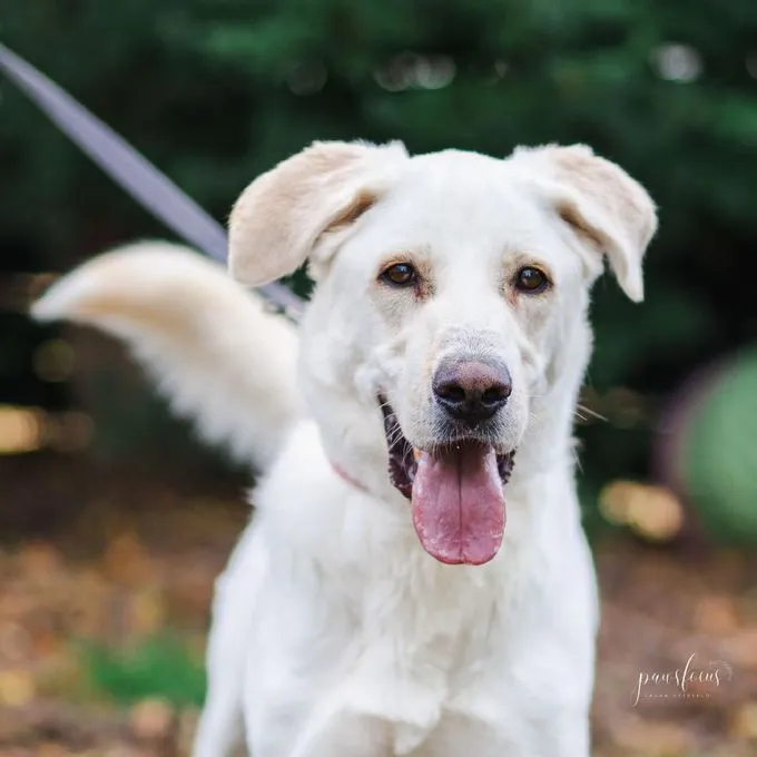 Hund aus Tierheim, Oskar | Weiß Labrador Mix Männlich