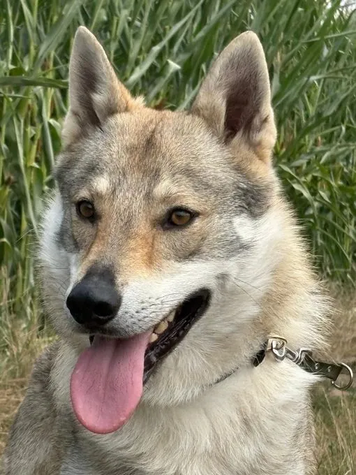 Noran - tschechoslowakischer Wolfshund zur Adoption