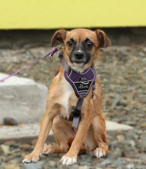 Sanda - Mischling zur Adoption