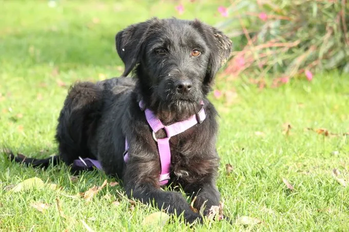 Hope - Mischling zur Adoption