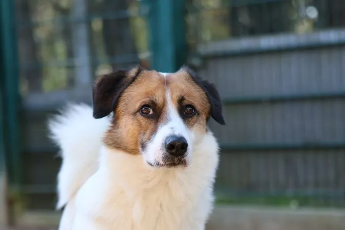 Dog from shelter, Marvel | Weiß Braun Mischling Male