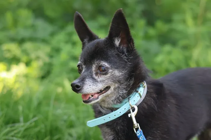 Lillifee - chihuahua zur Adoption