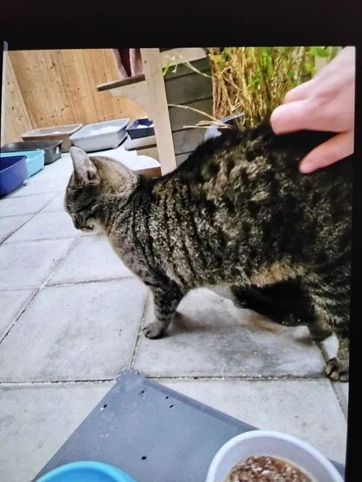 Cat from shelter, Mila Misty Und Joshi | Grau Getigert Schwarz Europäische Hauskatzen Female