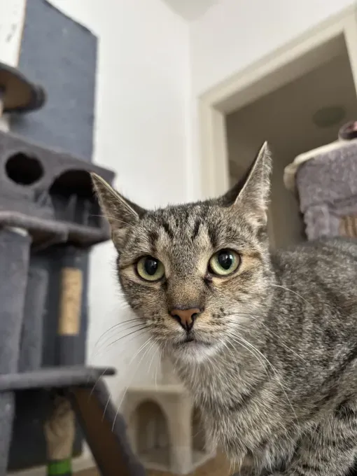 Ebi (Mama) & Bobby & Peach & Chaos - ekh zur Adoption