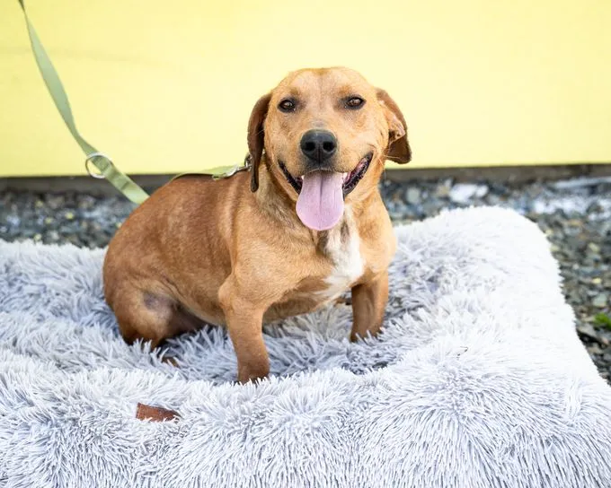 Victor - mischling zur Adoption