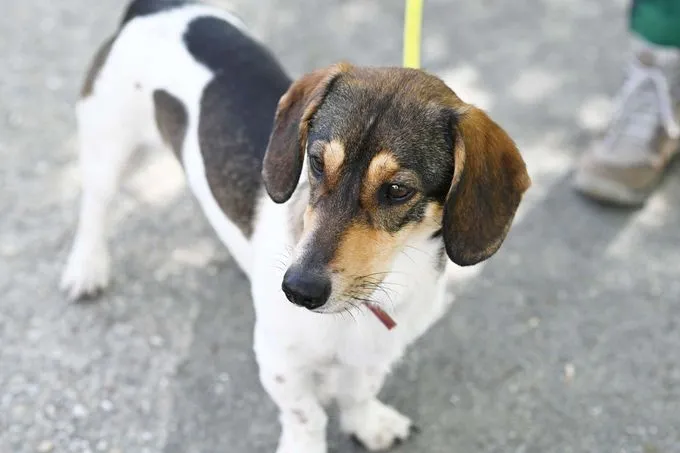 Hund aus Tierheim, Eisbär | Dackel Mix Weiblich