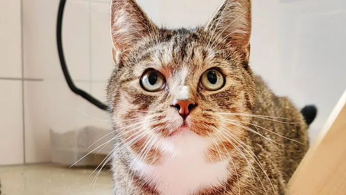Merlin - EKH zur Adoption