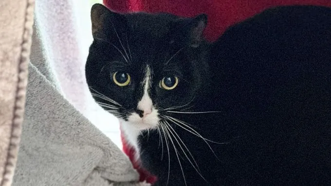 Mister Marble - ekh zur Adoption