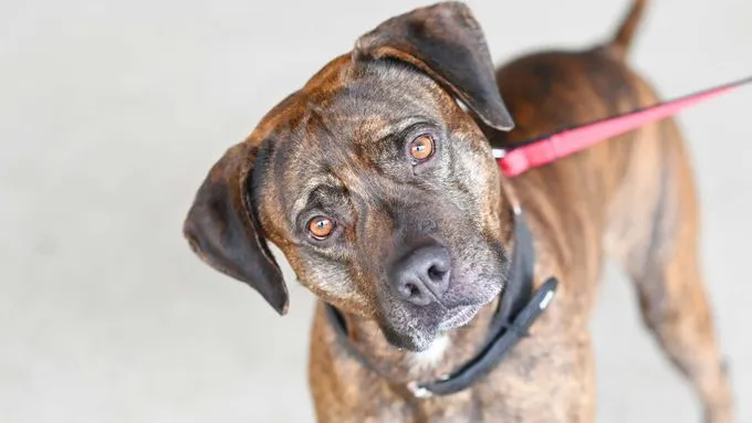 Giovanni - labrador-mix zur Adoption