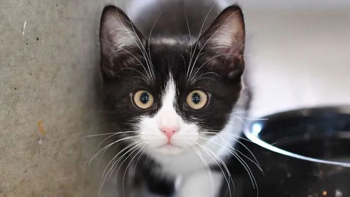 Orelia & Olive - ekh zur Adoption