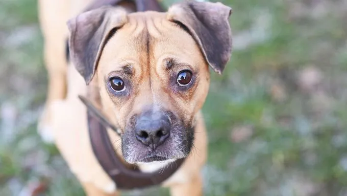 Bocky - boxer-mix zur Adoption