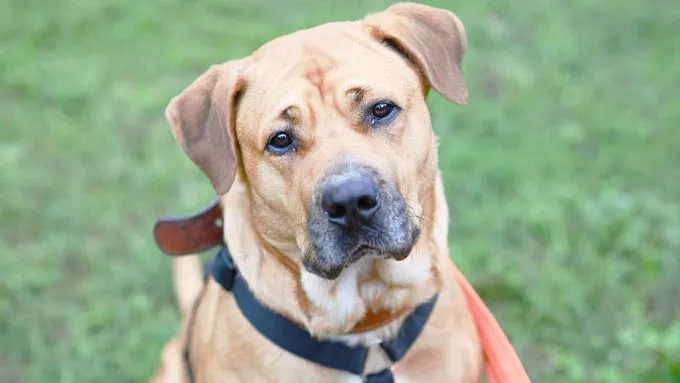 Renate - labrador-mix zur Adoption