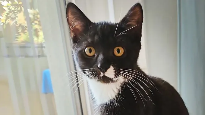 Tobi - ekh zur Adoption
