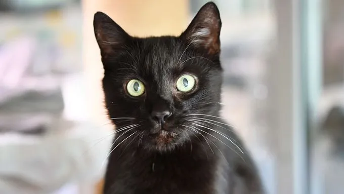 Bruce - ekh zur Adoption