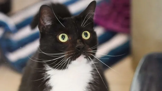 Tommy - ekh zur Adoption
