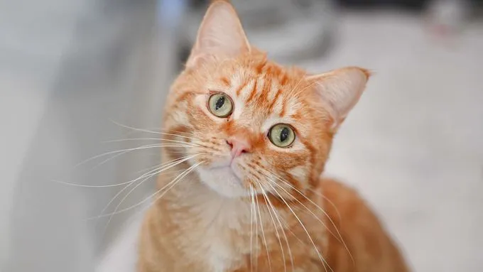 Pepe - ekh zur Adoption