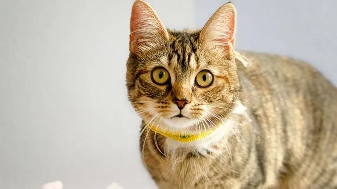 Thea & Thilda - Katze zur Adoption