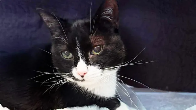 Molly - ekh zur Adoption