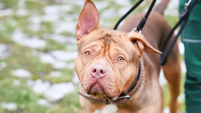 Joker - staffordshire-mix zur Adoption