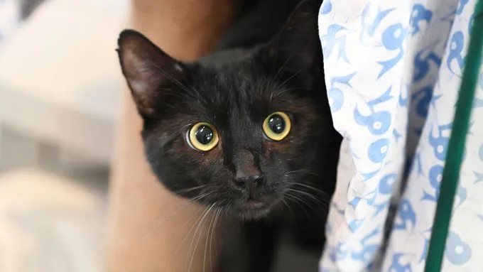 Famos - ekh zur Adoption
