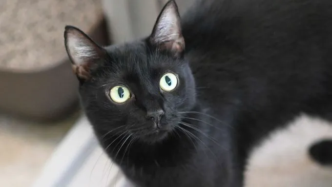 Fritzi - ekh zur Adoption