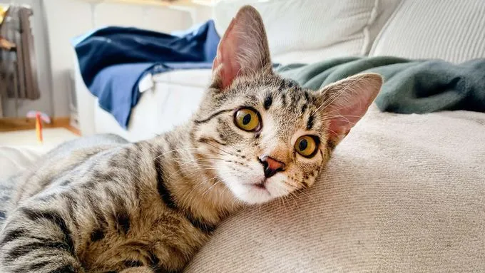 Zephyr - ekh zur Adoption