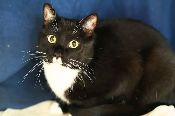 David - ekh zur Adoption